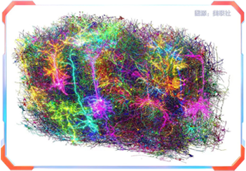 哺乳动物大脑最详细连接图谱绘成